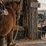 Centre equestre brest : main gantée ajuste une sangle sur un poney